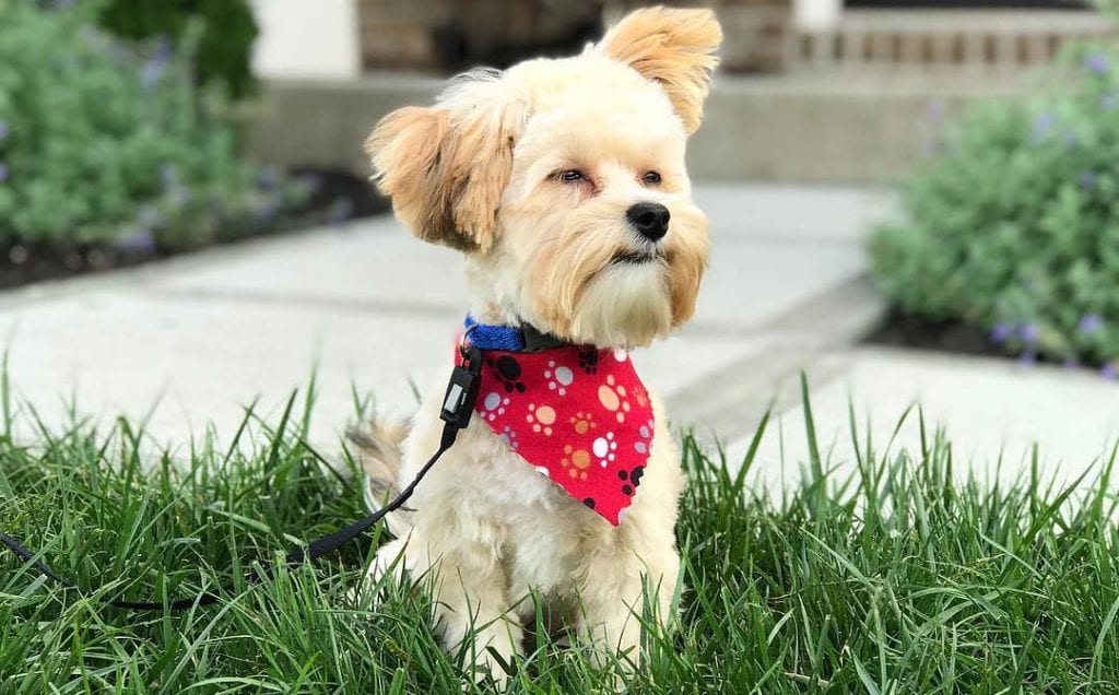 yorkie maltese mix