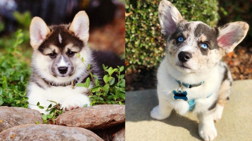 corgi-husky-mix-dog-breed