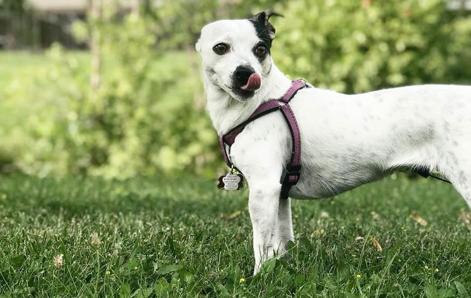 jack chi jack russel chihuahua mix