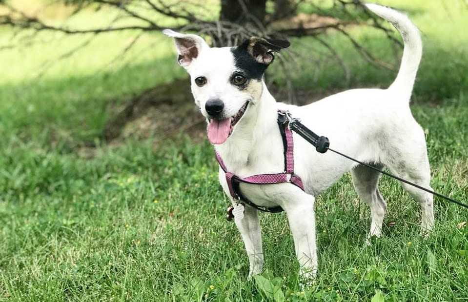 jack russell chihuahua mix