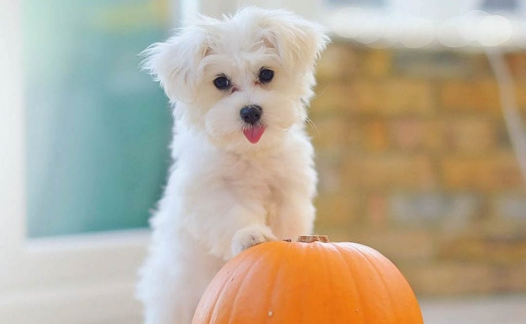 hypoallergenic-dogs-maltese