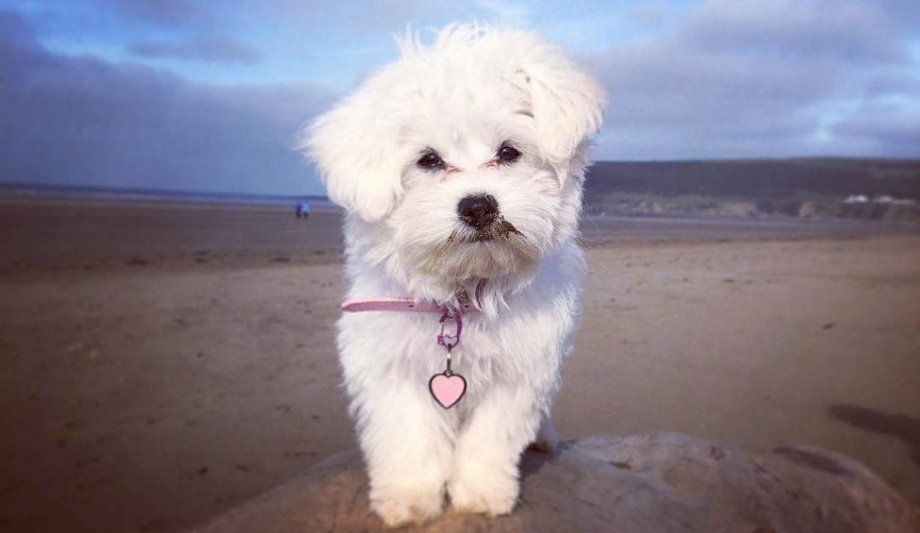 teacup maltese