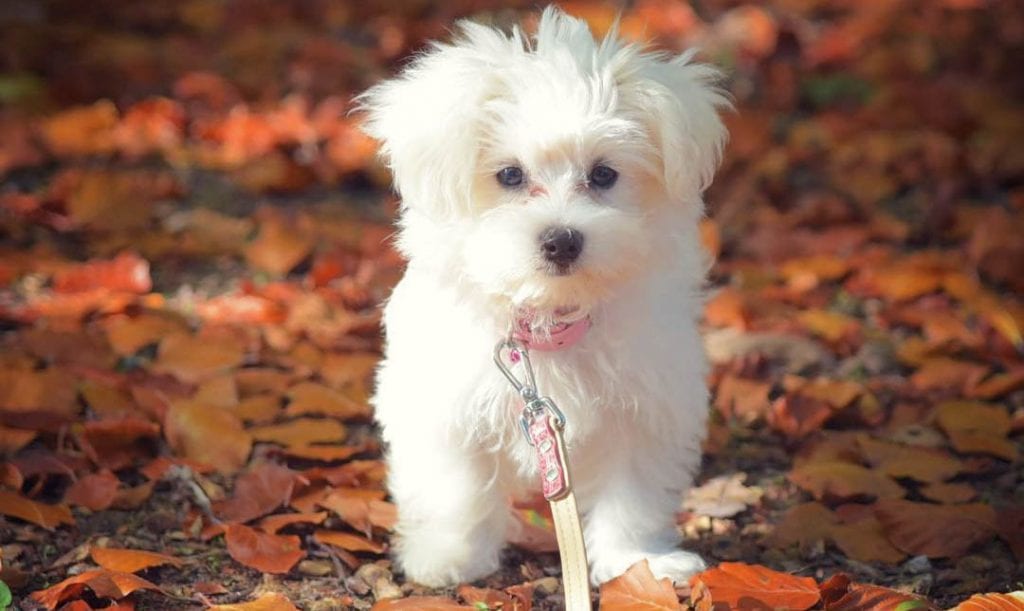 teacup maltese dog beed