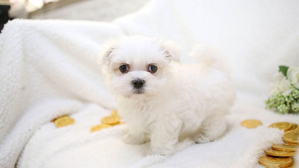 teacup maltese puppy benefits