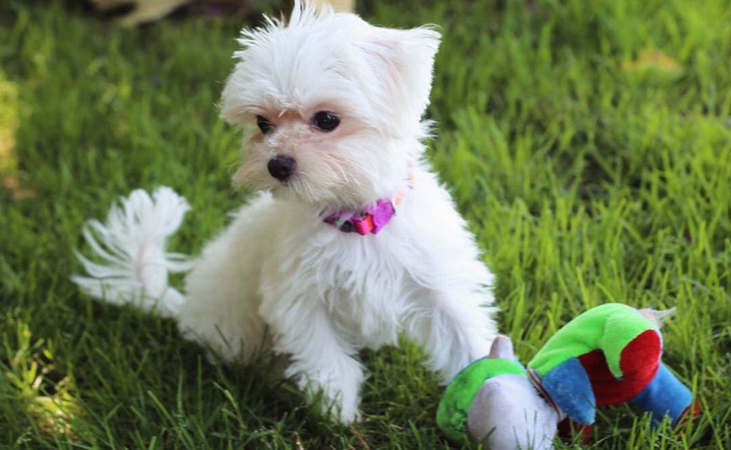 toy maltese puppy