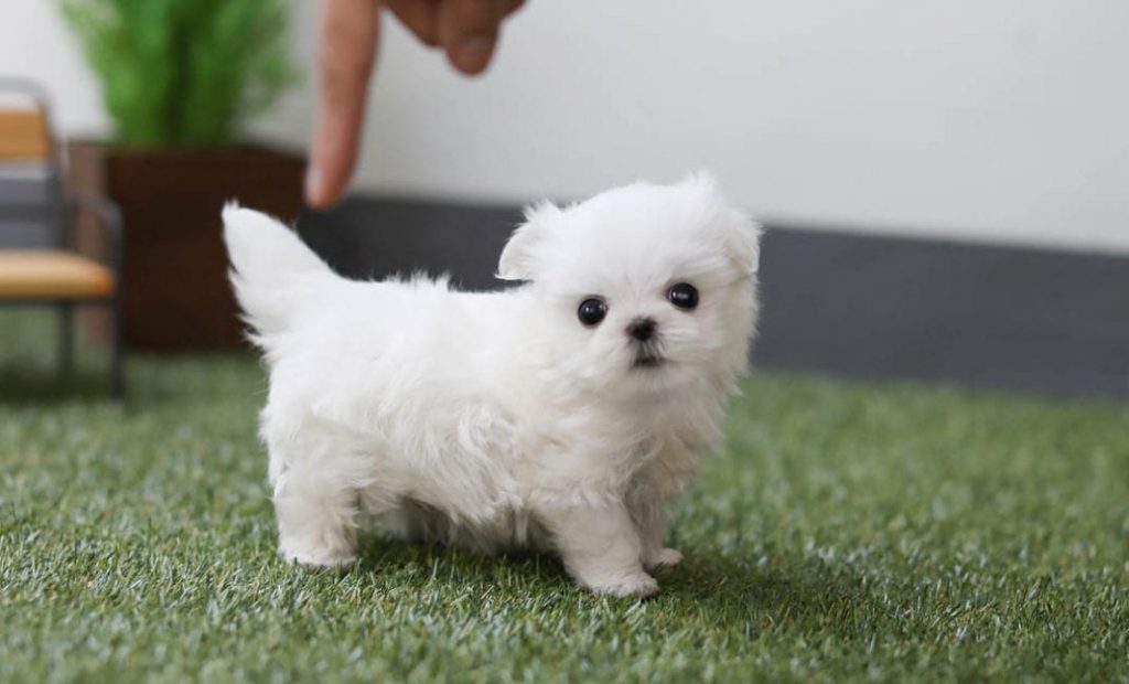 maltese dog breed benefits