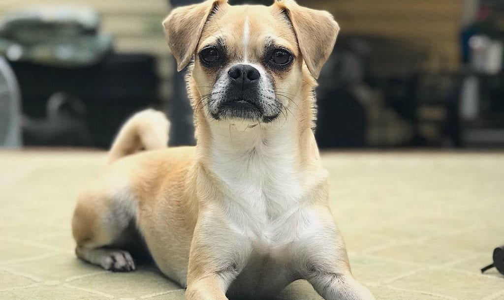 chihuahua pug mix