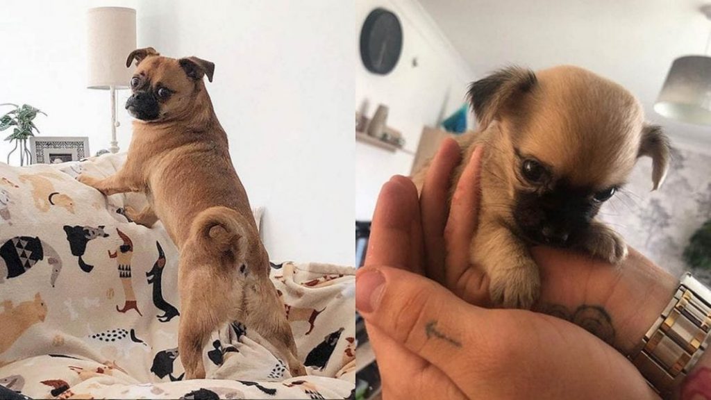 chug-chihuahua-pug-mix