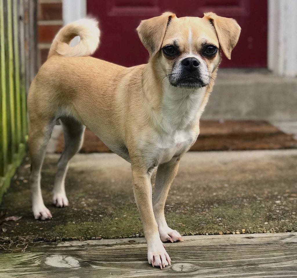 chug pug chihuahua mix