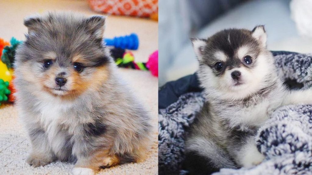 pomsky-puppies