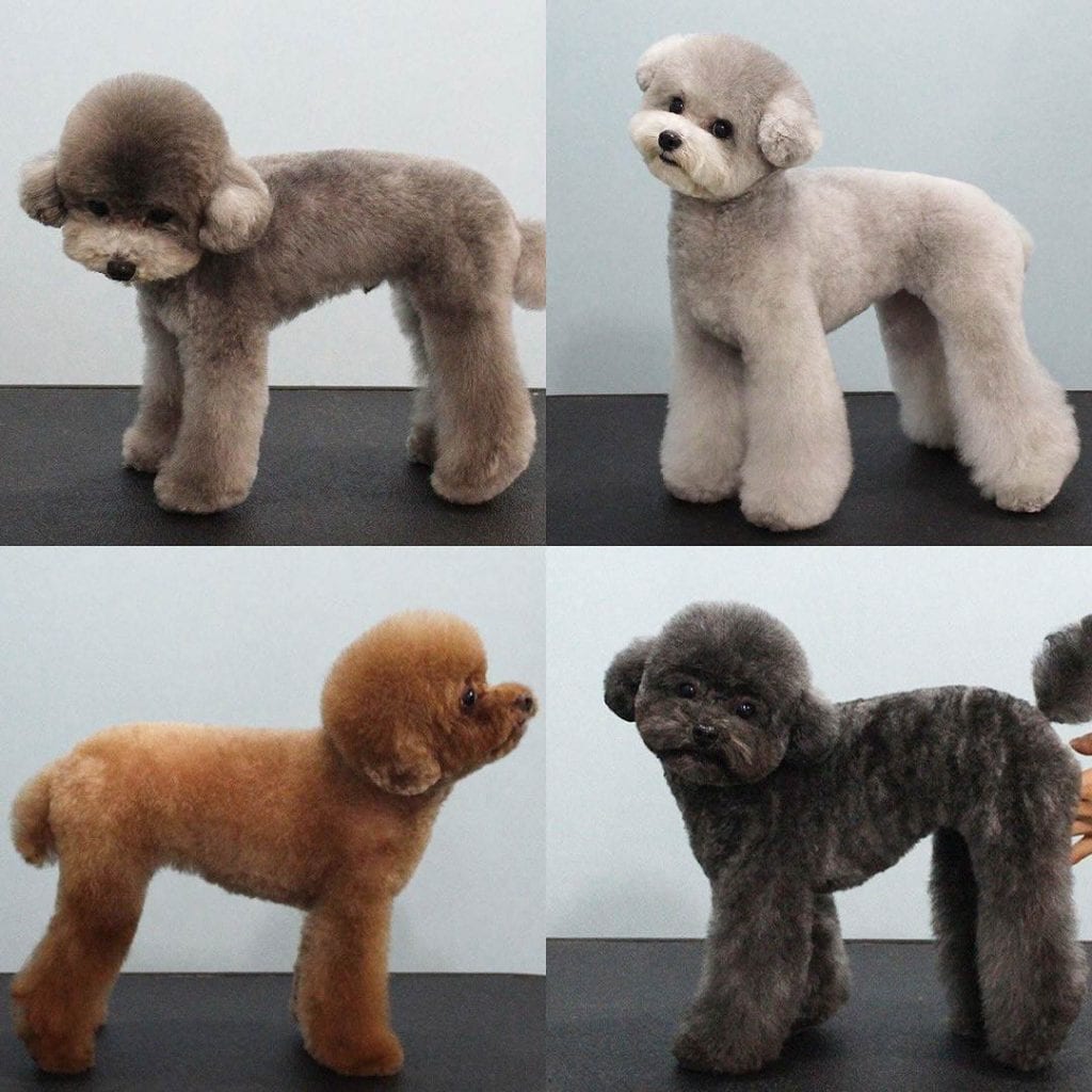 poodle haircuts styles