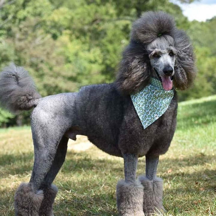 poodle haircuts styles