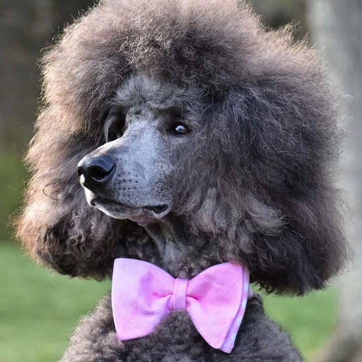 poodle haircuts styles