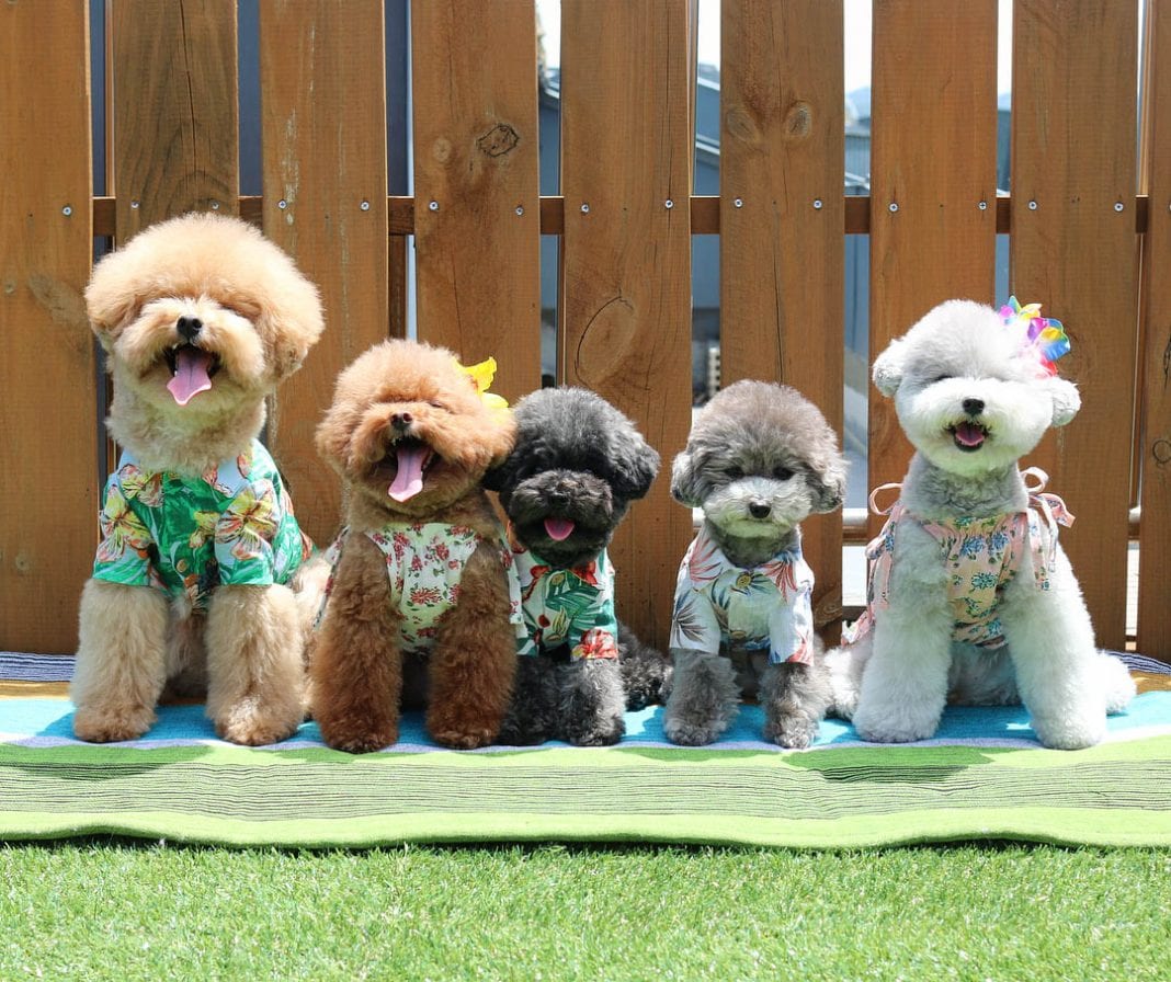 standard poodle haircuts