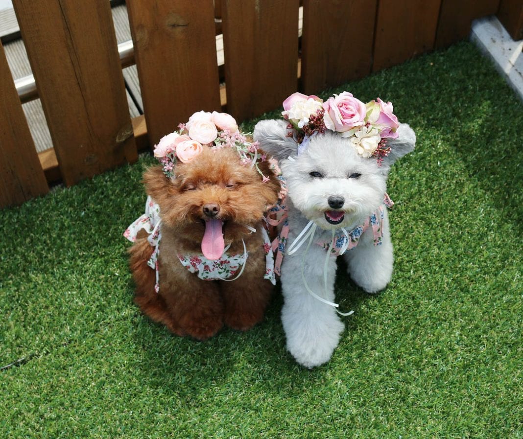 standard poodle haircuts