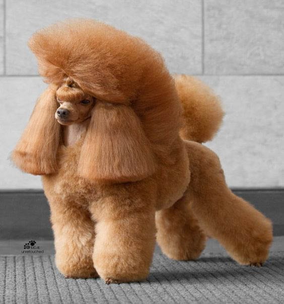 poodle haircuts pictures