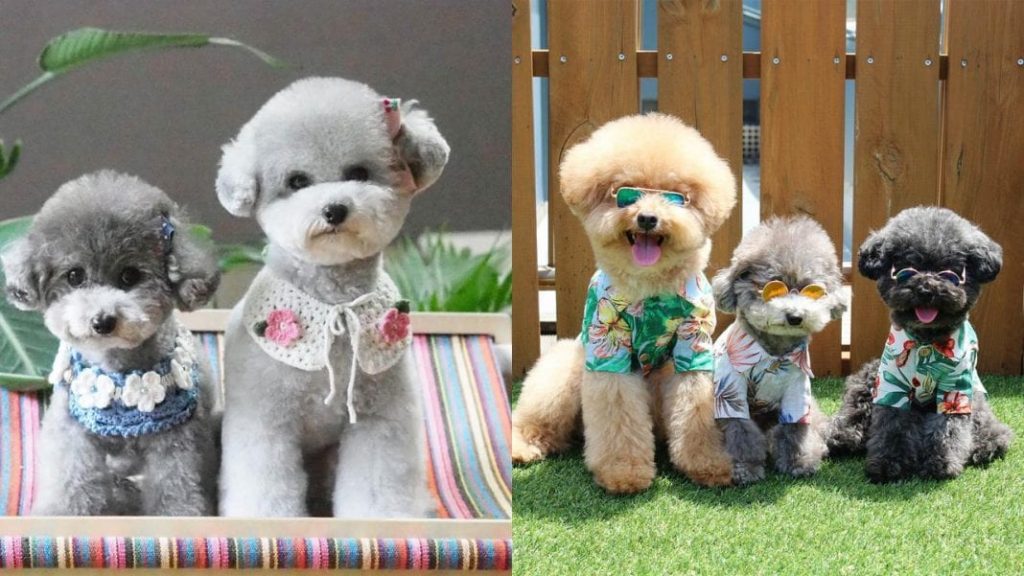 poodle haircuts