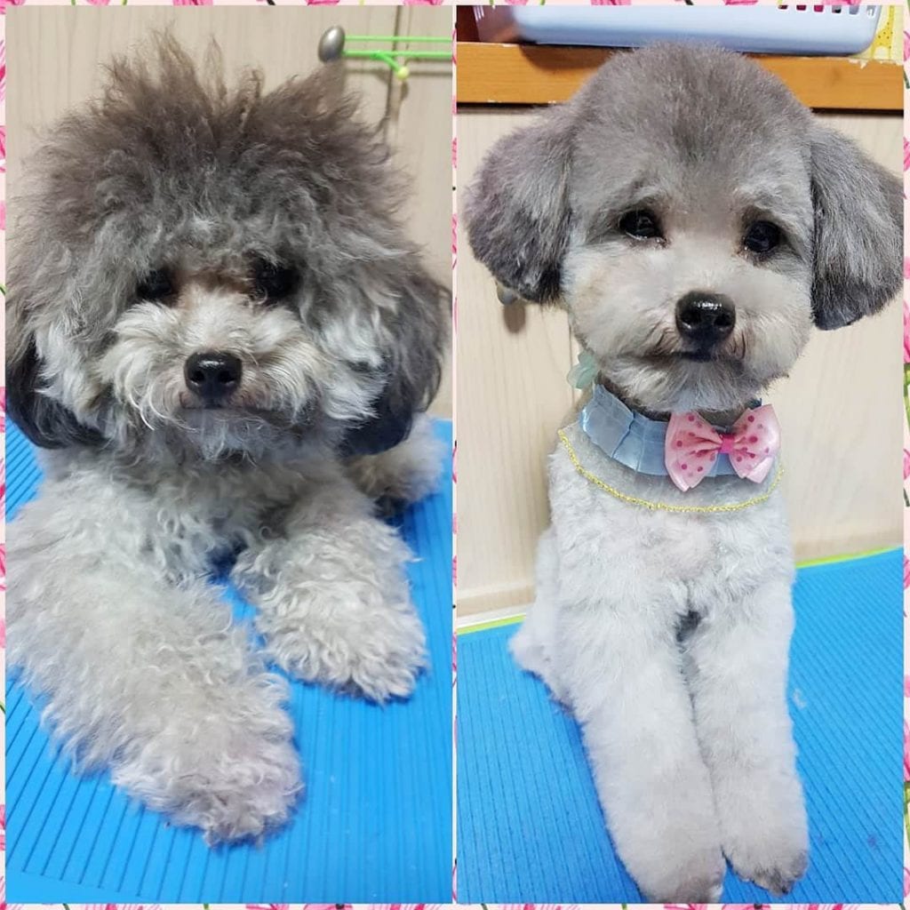 short poodle haircuts