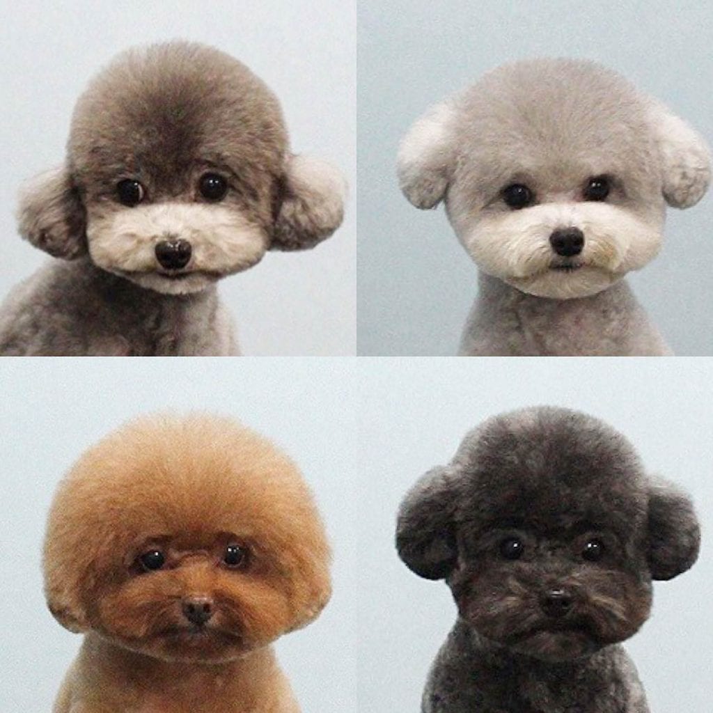 short poodle haircuts