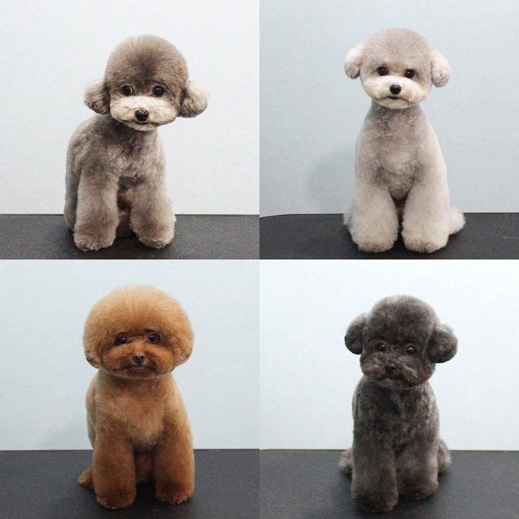 short poodle haircuts