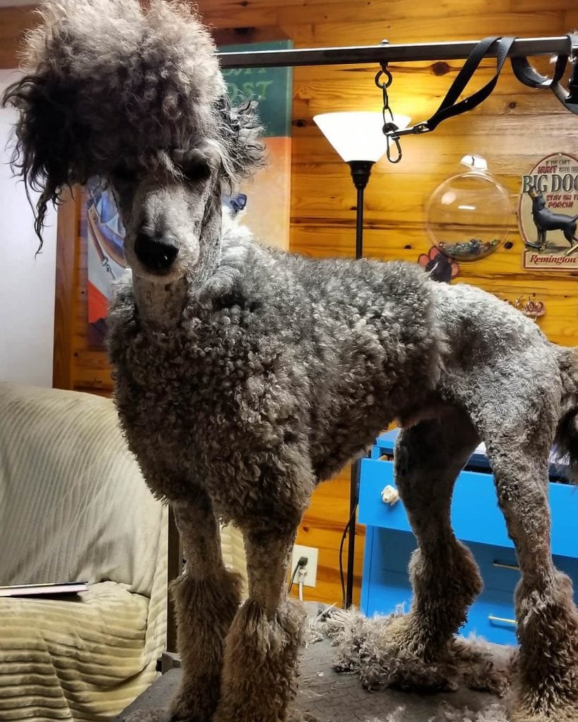 poodle cuts