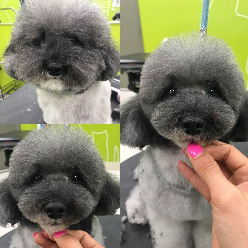 poodle cuts