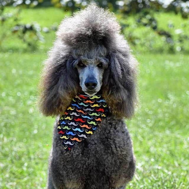 poodle-cuts