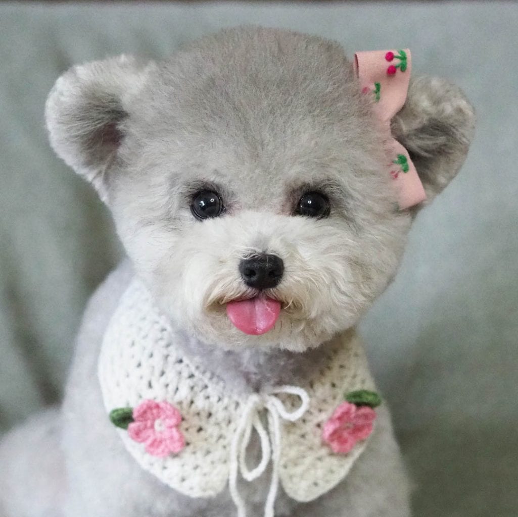 poodle-haircuts-34