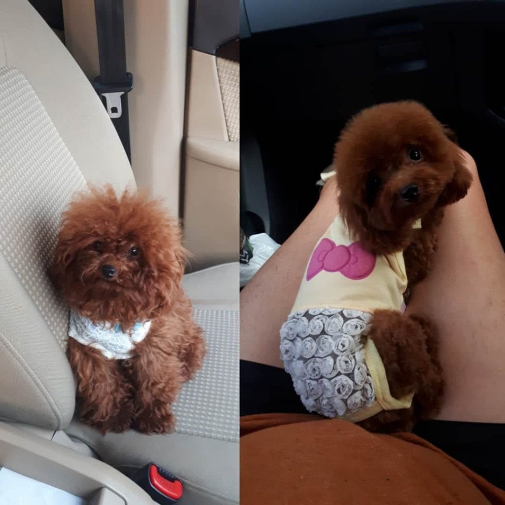 poodle haircuts pictures