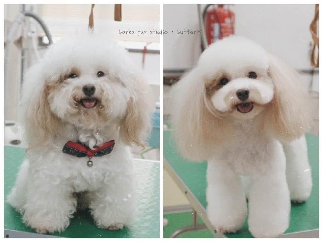 poodle haircuts pictures