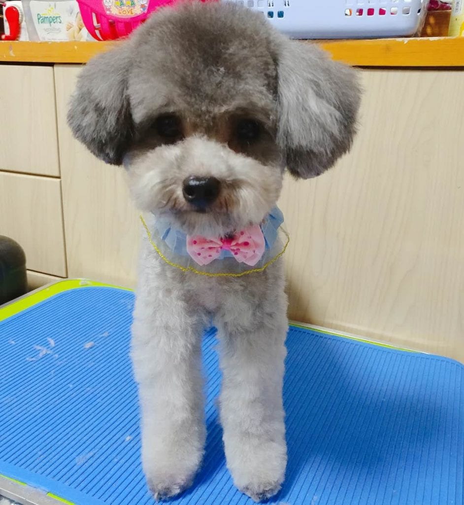 short poodle haircuts