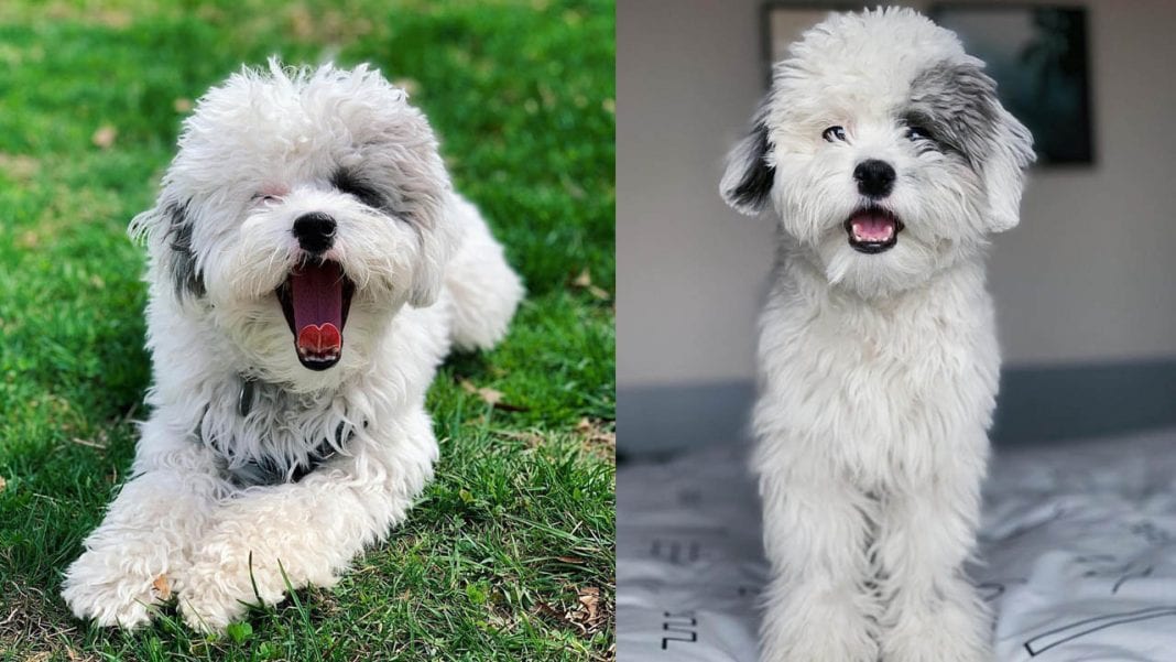 sheepadoodle-dog