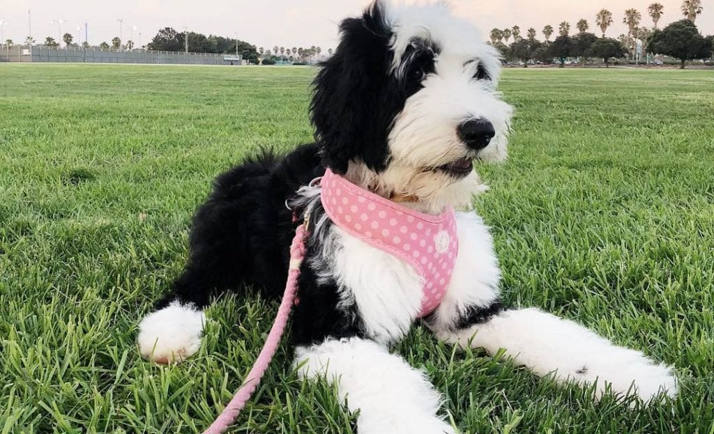 sheepadoodle poodle mix