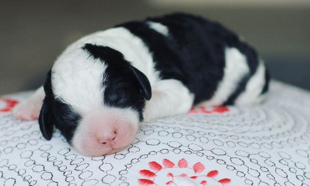 sheepadoodle puppies when puppies open their eyes