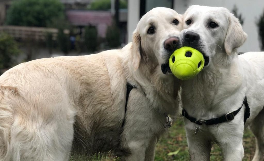 english cream golden retriever dogs