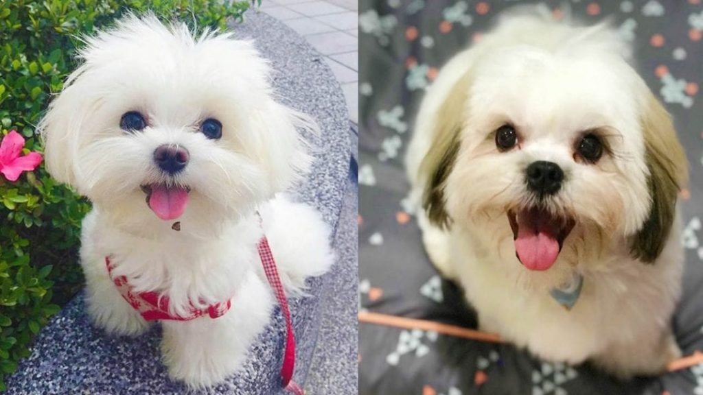 maltese-shih-tzu