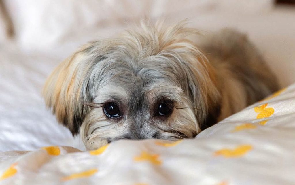 maltese shih tzu dog