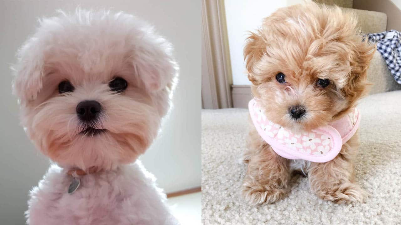 teacup-maltipoo-dogs