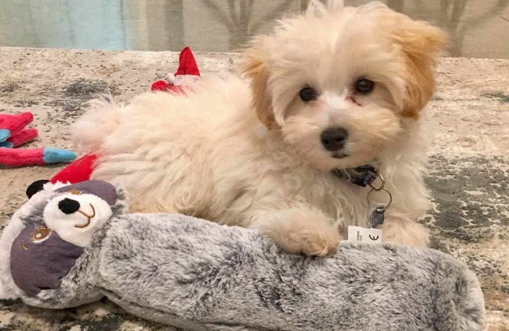 teacup maltipoo puppy