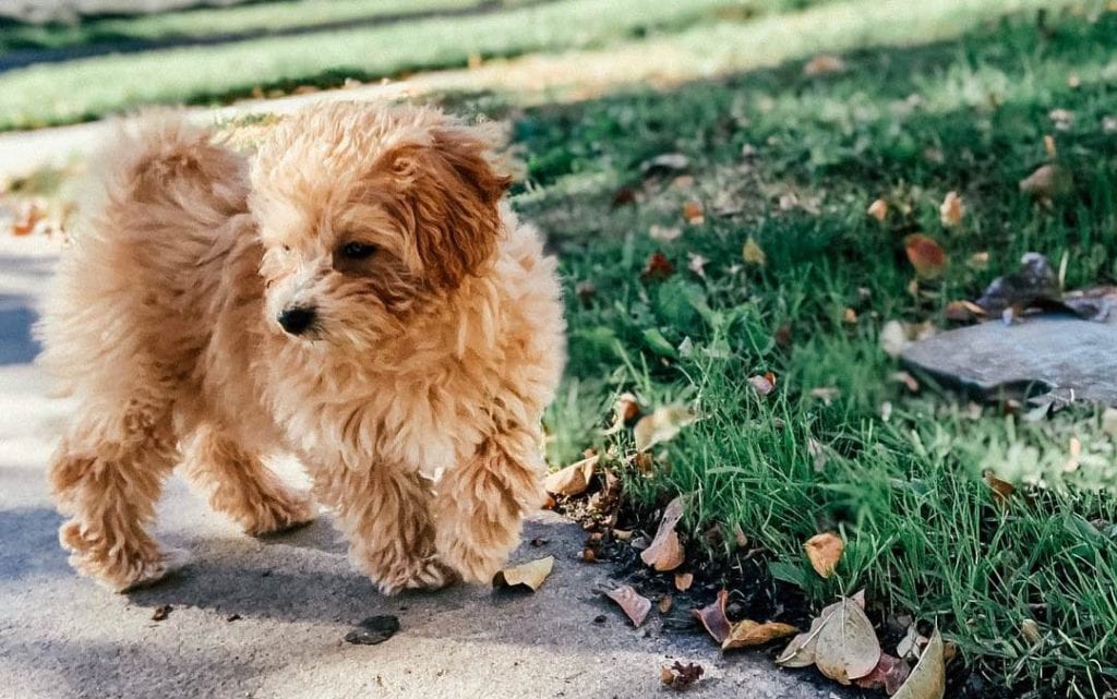 teacup maltipoo puppy