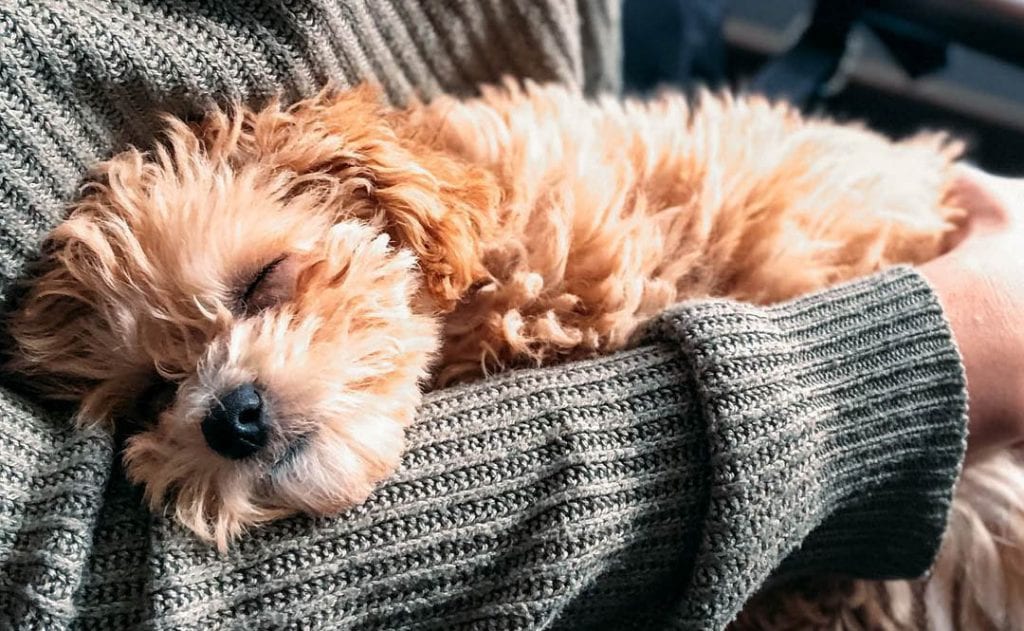 teacup maltipoo sleeping