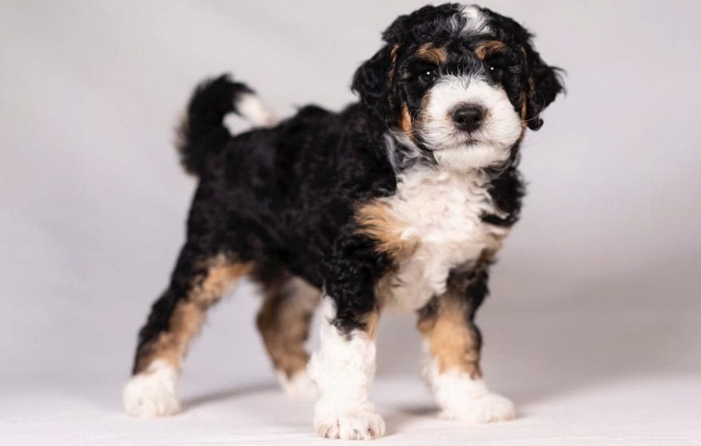 bernedoodle dog