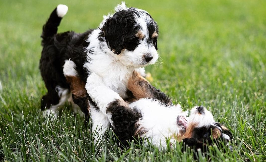 bernedoodle dog bernese mountain poodle mix