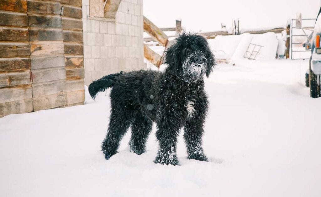 bernedoodle doodle dog