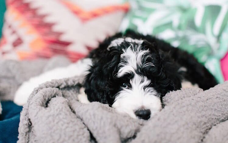 bernedoodle poodle mix