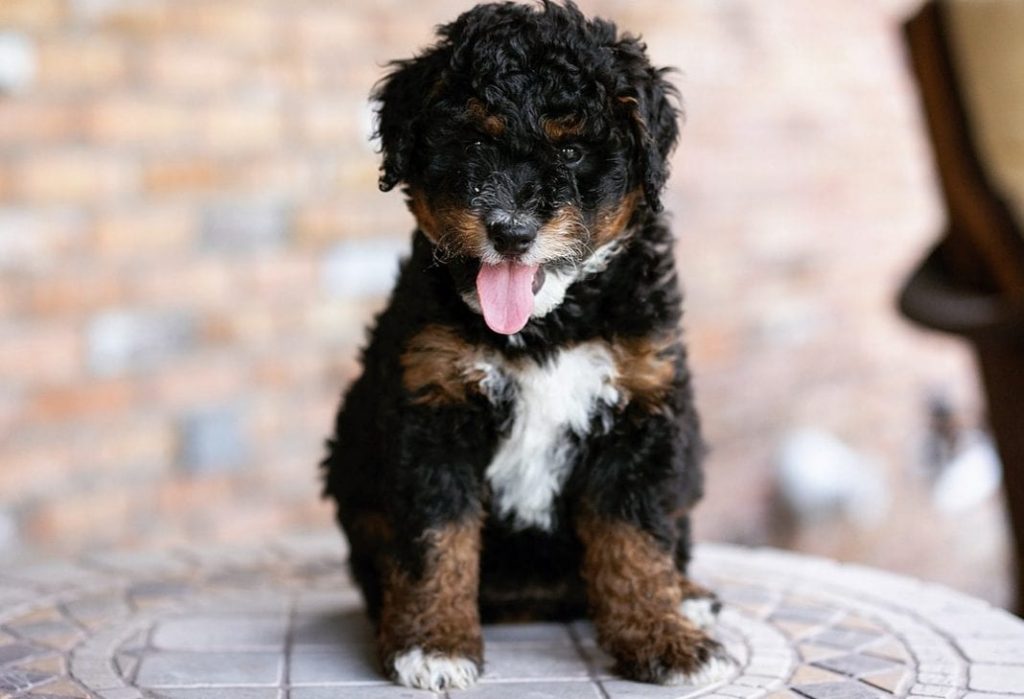 bernedoodle puppy