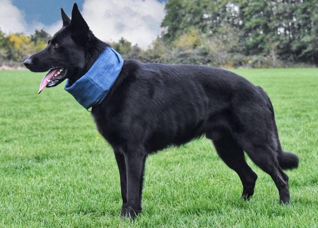 black-german-shepherd