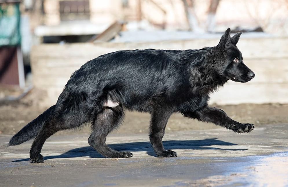 black german shepherd dog