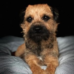  border terrier teddy bear dog