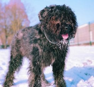 bouvier des flandres teddy bear dog